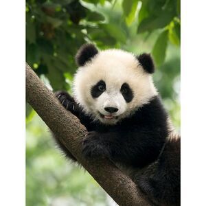 Custom Fridge Magnet Panda Bear Wildlife Home Kitchen Decor